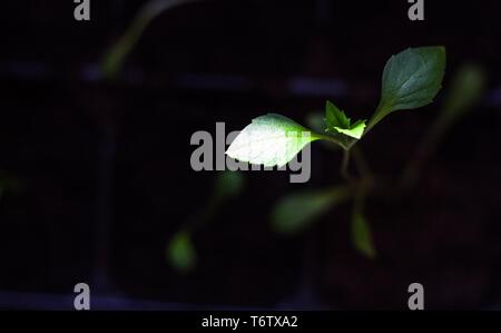 Su una piccola pianta crescente nel buio, il dolce e caldo sole cade. Questa è una pianta germogliano chiamato pepe. Foto Stock