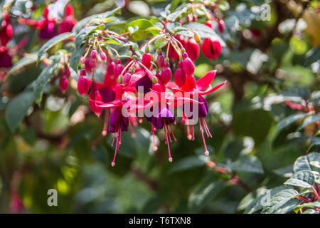 Rosso fiori di fucsia Foto Stock