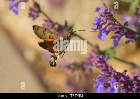 Hummingbird hawkmoth, Macroglossum stellatarum, Germania Foto Stock