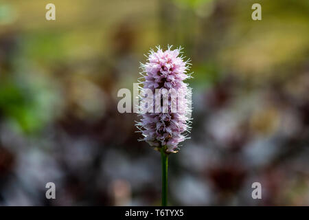 Il picco di fiori di un rosso bistort 'Superba' (Persicaria bistorta 'Superba') Foto Stock