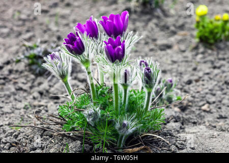 Fiori viola Pulsatilla patens crescente nella primavera del giardino. Nomi comuni pasqueflower Orientale, prateria crocus e anemone cutleaf Foto Stock