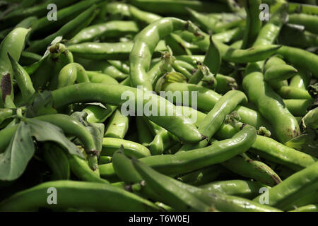 Un mucchio di fresco verde fava cialde nel mercato in Libano. Foto Stock