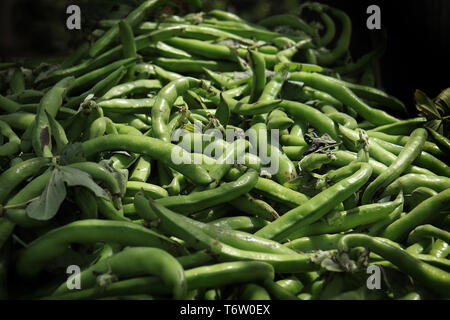 Un mucchio di fresco verde fava cialde nel mercato in Libano. Foto Stock