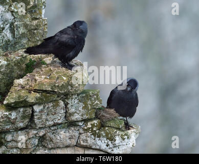 Coppia di Jackdaws a Bempton Cliffs in east yorkshire, Regno Unito. Foto Stock