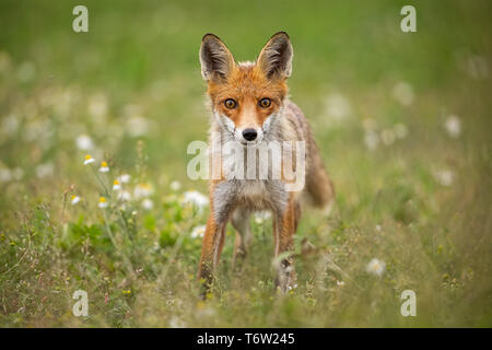 Curioso giovane volpe rossa su un prato estivo con fiori Foto Stock