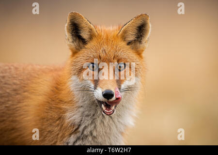 Testa di una volpe rossa, vulpes vulpes, guardando dritto alla telecamera leccare le labbra. Foto Stock