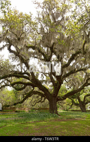 Lecci in Carolina del Sud, Stati Uniti d'America. Muschio spagnolo pende dagli alberi. Foto Stock