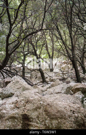 Sulla GR 221. Il lungo percorso di distanza sopra la Serra de Tramuntana, chiamato anche in pietra a secco, rotta in West-Mallorca, Spagna Foto Stock