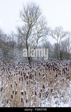 Typha. Cattails essiccati in ambiente naturale. Ance e lago ghiacciato di sfondo. Foto Stock