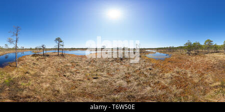 Palude, betulle, pini e acqua blu. Luce del sole serale in bog. La riflessione di alberi di palude. Fen, laghi, foresta. Ormeggiare in serata d'estate. Slough e naturale Foto Stock