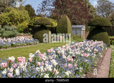 Letti di fiori di tulipani e dimenticare-me-nodi nei giardini di Hinton ostacolano. Foto Stock