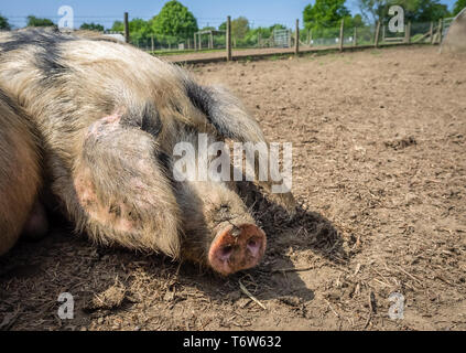 Enorme assonnato maiale sporca la posa a terra su una fattoria Foto Stock