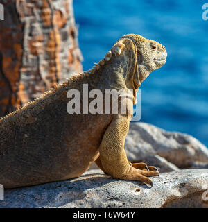 Ritratto di un endemico Santa Fe Land Iguana (Conolophus pallidus) lungo l'Oceano Pacifico nell'isola di Santa Fe, Isole Galapagos national park, Ecuador. Foto Stock