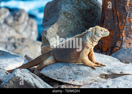 Santa Fe Land Iguana (Conolophus pallidus) su una roccia vulcanica lungo l'Oceano Pacifico nell'isola di Santa Fe, Isole Galapagos national park, Ecuador. Foto Stock