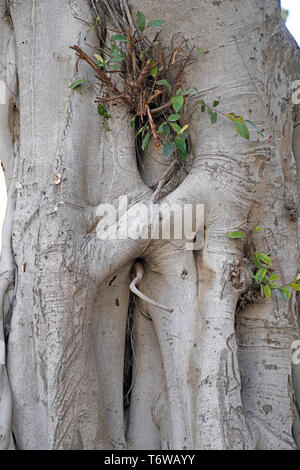 Ficus benjamina, comunemente noto come Ficus benjamin fig o ficus tree Foto Stock