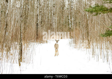 Dritto in vista di un white-tailed deer su un percorso nella neve Foto Stock