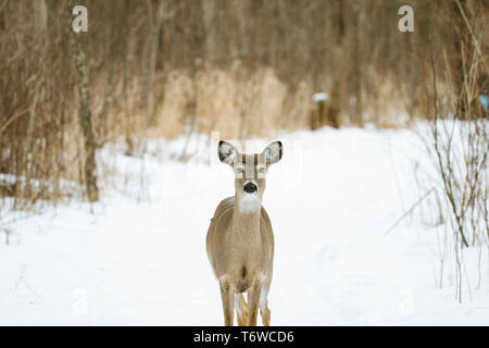 Dritto in vista di un white-tailed deer in piedi nella neve Foto Stock