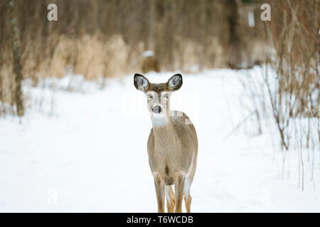 Dritto su close up di un white-tailed deer in piedi nella neve Foto Stock