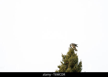 Vista laterale di un falco settentrionale il gufo di mangiare un vole sulla cima di un albero di pino Foto Stock