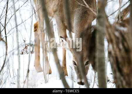 Dritto in vista di un white-tailed deer guardando attraverso gli alberi Foto Stock