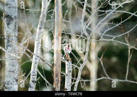 Dritto in vista di una comune Redpoll attraverso i rami Foto Stock