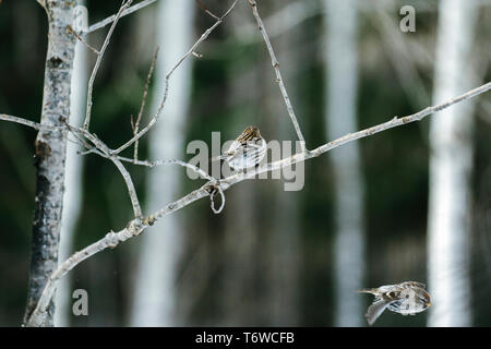 Un comune Redpoll vola da un ramo di albero Foto Stock