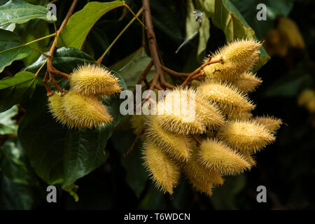 Kwamalasamutu, frutto della pianta kusuwe (Bixa orellana), utilizzato per la verniciatura scocca. Dan village, superiore del fiume Suriname, Suriname Foto Stock