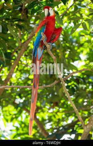 Scarlet Macaw, Ara macao, Knini Paati, superiore del fiume Suriname, Suriname Foto Stock