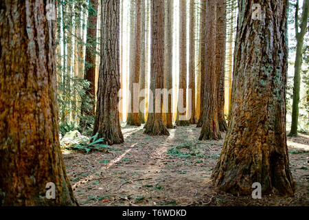 Retroilluminato Foresta di Redwood, (Sequoioideae) conifera Foto Stock