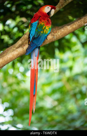 Scarlet Macaw, Ara macao, Knini Paati, superiore del fiume Suriname, Suriname Foto Stock