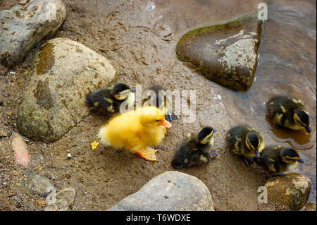 Un grande giallo anatroccolo unisce una covata di mallard anatroccoli lungo il bordo del Doe nel fiume Elizabethton, Tennessee. Foto Stock