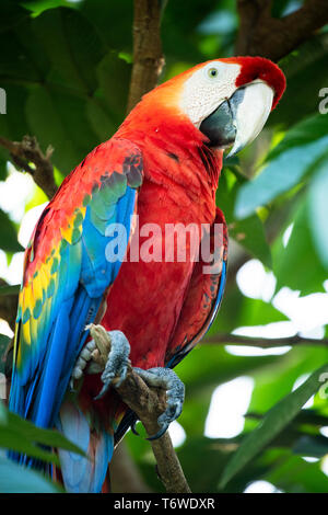 Scarlet Macaw, Ara macao, Knini Paati, superiore del fiume Suriname, Suriname Foto Stock