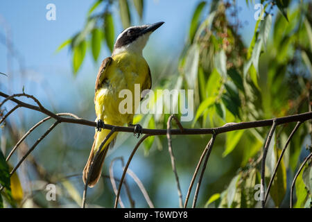 Grande kiskadee, Pitangus sulfuratus, Knini Paati, superiore del fiume Suriname, Suriname Foto Stock