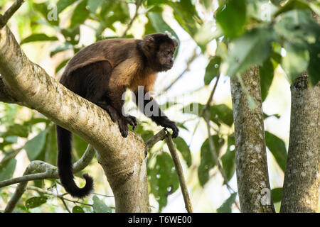 Tufted, cappuccino Sapajus apella, Peperpot Natura Park, Suriname Foto Stock