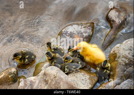 Un grande giallo anatroccolo unisce una covata di mallard anatroccoli lungo il bordo del Doe nel fiume Elizabethton, Tennessee. Foto Stock