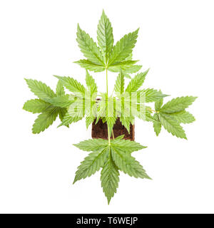 La Cannabis sativa autoflowering automatico pianta giovane isolato su sfondo bianco. Medicina, salute e concetto di giardinaggio. Foto Stock