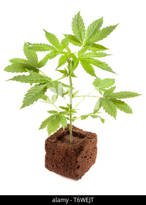 La Cannabis sativa autoflowering automatico pianta giovane isolato su sfondo bianco. Medicina, salute e concetto di giardinaggio. Foto Stock