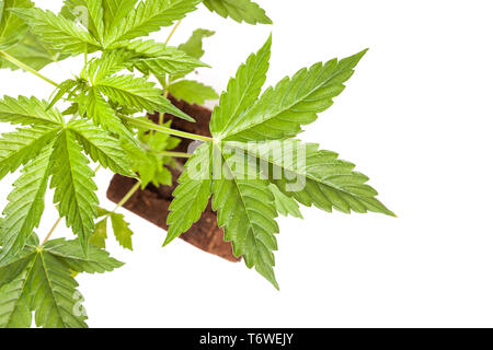 La Cannabis sativa autoflowering automatico pianta giovane isolato su sfondo bianco. Medicina, salute e concetto di giardinaggio. Foto Stock