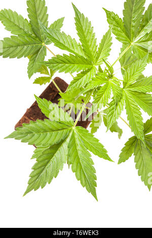 La Cannabis sativa autoflowering automatico pianta giovane isolato su sfondo bianco. Medicina, salute e concetto di giardinaggio. Foto Stock