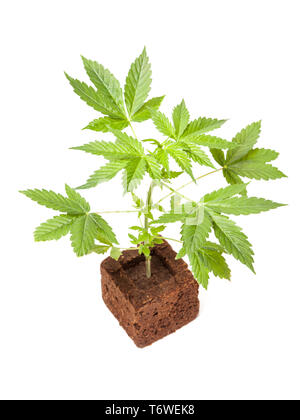 La Cannabis sativa autoflowering automatico pianta giovane isolato su sfondo bianco. Medicina, salute e concetto di giardinaggio. Foto Stock