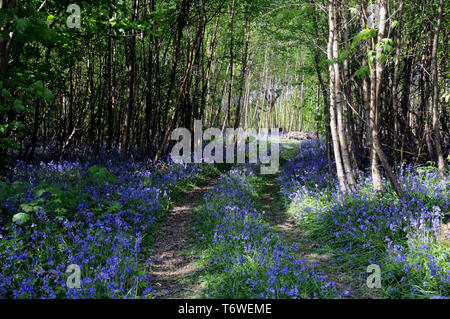Bluebells fioritura in tarda primavera in un legno di Sussex. Foto Stock