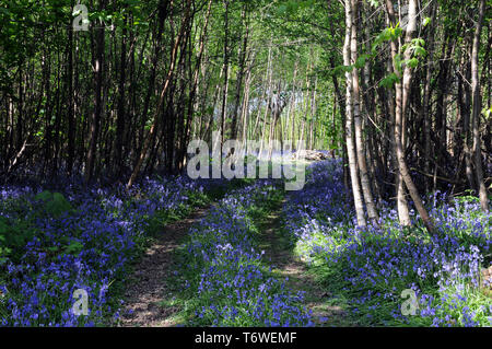 Bluebells fioritura in tarda primavera in un legno di Sussex. Foto Stock