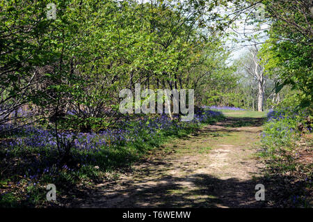 Bluebells fioritura in tarda primavera in un legno di Sussex. Foto Stock