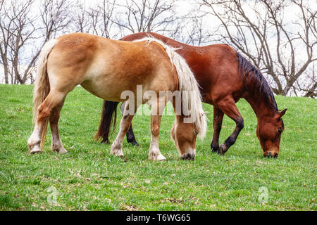 Due cavalli al pascolo in pascolo al pubblico centro equestre in primavera Foto Stock