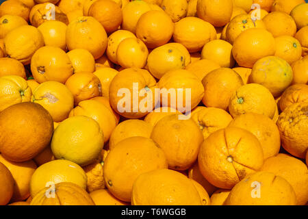 Arancione organico raccolto, San Jose, South San Francisco Bay Area, California Foto Stock