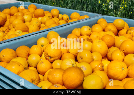 Grandi casse piene di arance organico, San Jose, South San Francisco Bay Area, California Foto Stock