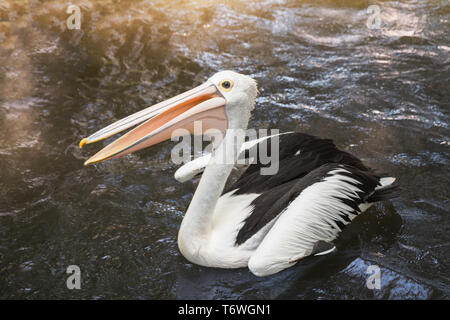 Un pellicano australiano (Pelecanus conspicillatus) galleggiante in acqua vicino fino Foto Stock