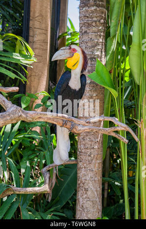 Grande Uccello tropicale Inghirlandato hornbill (Rhyticeros undulatus) seduto su un ramo di albero Foto Stock