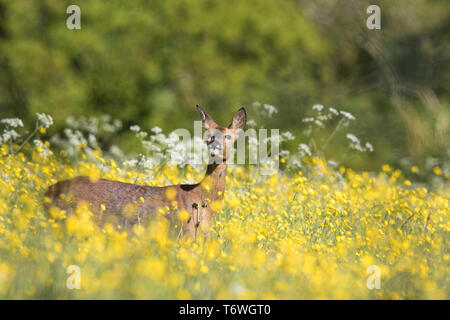 Capriolo britannico (Capreolus capreolus); femmina di cervo isolato che si trova in un bel prato inglese con fiori selvatici, testa che guarda in alto. Cervo britannico. Foto Stock