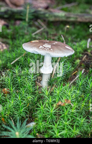 Pantera velenosi i funghi nel il bosco di conifere Foto Stock